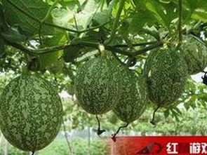 娱乐圈吃瓜小妹子直播爆料全记录：从入门到热辣内幕揭秘